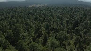 森林俯视俯拍茂密森林视频的预览图